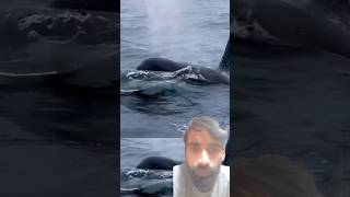 Kitni sari vahel 🐟 🐠 whale dolphin whalewatching whalesharkwatching [upl. by Ayoted]