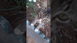 Mignon chaton abandonné dans un jardin miaule [upl. by Beare]