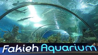 Fakieh Aquarium Jeddah  4K Video  فقيه أكواريوم – جده [upl. by Shing678]