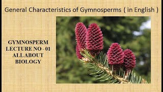 General Characteristics of Gymnosperms in english For BSc and MSc GYMNOSPERM LECTURE NO 01 [upl. by Aleemaj40]