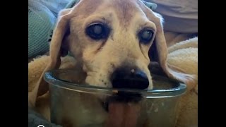 14YearOld Beagle Never Stopped Being A Puppy [upl. by Etam]