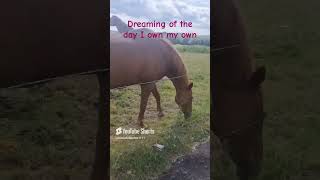 my morning routine visiting the horses  A morning with the horses  manifesting owning a horse [upl. by Allehcim]