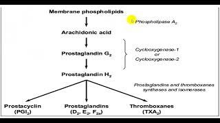 Nonsteroidal Antiinflammatory Drugs Toxicity  NSAID [upl. by Gardia98]