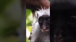 TITI Monkey Documentary [upl. by Nee]