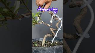 Making an Amazing Bonsai Tree [upl. by Angelika551]