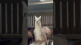 walking an alpaca 🦙 relaxing llama alpaca [upl. by Dlaregztif]