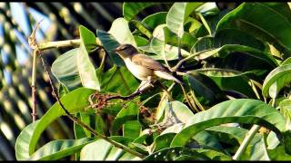 Chiffchaff Bird Call Bird Song [upl. by Raye623]