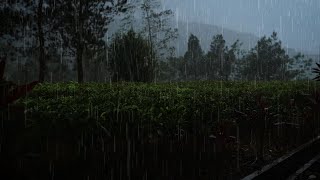 You Will No Longer Lose Sleep with Rain in the Beautiful and Natural Tea Gardens [upl. by Addy]