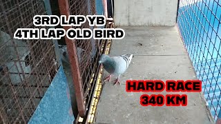 APR 4TH LAP OLD BIRD 3RD LAP YOUNGBIRD [upl. by Euqina644]