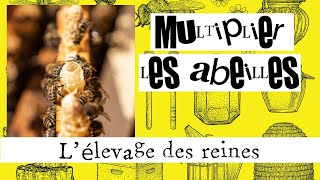 Multiplier les abeilles 02  Lélevage des reines [upl. by Monafo]