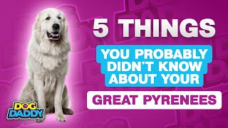 5 Things You Probably Didnt Know About Your Great Pyrenees [upl. by Deroo]