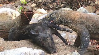 The best video footage of Komodo dragons eating their prey alive [upl. by Eceirehs]