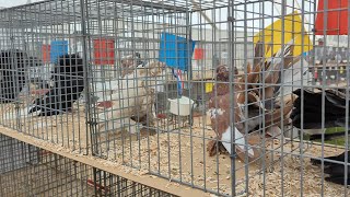 Pigeons at Wolsingham Show 2024 🕊️😊 [upl. by Aleit965]