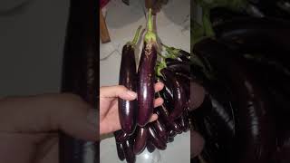 Harvesting Talong Eggplant eggplant talong garden [upl. by Seko303]