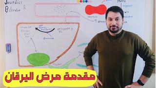 Bilirubin Metabolism القصة الكاملة تكسر الهيم والبليروبين [upl. by Aseen]