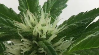 Amnesia Haze Autoflower  Window Sill Grow Diary Day 64  Buds are developing [upl. by Meingolda540]