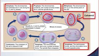 Cytogenetics Lecture [upl. by Atinyl]