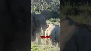 Éléphant vs Rhino nature animal omg animaux elephant rhinoceros [upl. by Daniele]