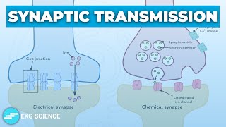 Synapses Transmission Electrical amp Chemical  Neurology [upl. by Evangelin]