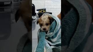 Rescue a baby dog lost it’s mother♥️♥️♥️ rescue rescueanimals animals [upl. by Donnelly]