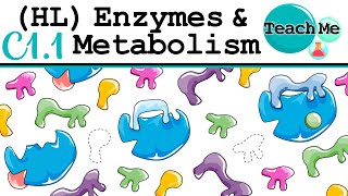 C11  Enzymes amp Metabolism  IB Biology HL [upl. by Sanchez838]