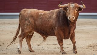 1ª SAN ISIDRO VACÍA corrida de ALCURRUCÉN detalles de URDIALES APieDePlaza [upl. by Baniez850]