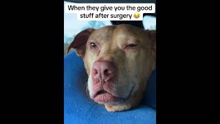 dog after anesthesia videos dog anesthisa funnydogs doglover [upl. by Idnam250]