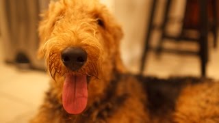 The Fearless Airedale Terrier Bogart [upl. by Sprung]