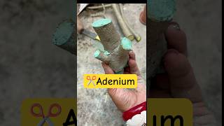 ✂️এডেনিয়াম এর বনসাই😲Adenium Bonsai care🌱Desert Rose Bonsai plant garden bonsai [upl. by Earaj]