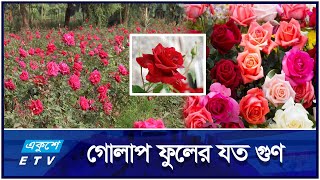 গোলাপের বৈশিষ্ট্য ও অজানা তথ্য  ETV Lifestyle [upl. by Ednihek]