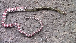 Milk Snake regurgitates an Eastern Garter Snake [upl. by Mccreery628]