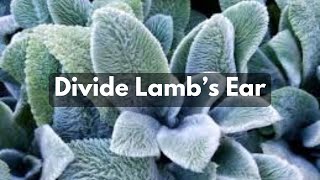 How To Divide Lambs Ear  Propagate Split Groundcover [upl. by Ameerahs]