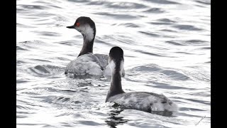 Black necked grebe Podiceps nigricollis [upl. by Grubb]