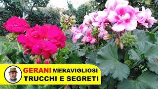 COLTIVARE I GERANI TRUCCHI E SEGRETI [upl. by Nnyleitak38]