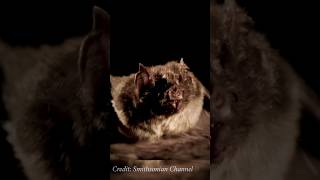 Vampire Bats Share Blood batweek bats vampirebats chiroptera reciprocalaltruism [upl. by Eityak851]