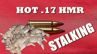 RABBIT STALKING WITH THE 17HMR [upl. by Yenduhc]