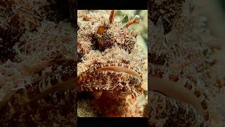 Scorpaenidae or Scorpionfish 🦂🐠природа красноеморе рыба venomus sharmelsheikh nature redsea [upl. by Antin350]