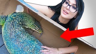 WHATS IN THE BOX CHALLENGE LIVE ANIMALS [upl. by Lars]