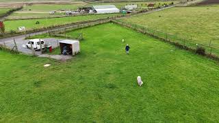 Dugs at the Secure Field Biggar 4k [upl. by Belita556]