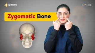 Zygomatic Bone  Cranial Osteology  Anatomy Lecture for Medical Students  VLearning™ [upl. by Eldwen743]