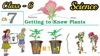 CLASS 6 SCIENCE CHAPTER 7 NCERT Explained in hindi CBSEUPSC  Getting to Know Plants  Part 1 [upl. by Yasnyl585]