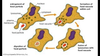 Phagocytosis procedure and method HD 2017 [upl. by Lirrad]