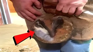 Cleaning horses hooves complete howto guide [upl. by Atnovart]