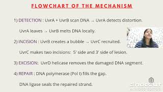 DNA REPAIR NUCLEOTIDE EXCISION REPAIR MECHANISM [upl. by Saihtam494]