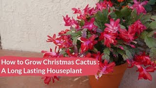 Christmas Cactus Care How To Grow This Long Lived Flowering Succulent Houseplant  Joy Us Garden [upl. by Rita371]