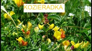 KOZIERADKA  mocarne ziarnko《154》 [upl. by Athelstan]