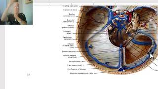 Anatomy of head and neck module in Arabic 47 Dural Venous sinuses  by Dr Wahdan [upl. by Llerol]