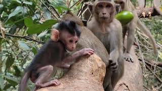 Elpida monkey look so great to take care wild baby [upl. by Lseil]