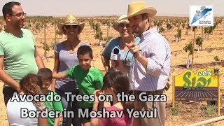 Avocado Trees on the Gaza Border in Moshav Yevul [upl. by Peonir973]