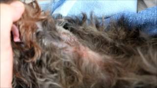 Final Video An old Schnauzer has a large neck abscess [upl. by Nahtad396]